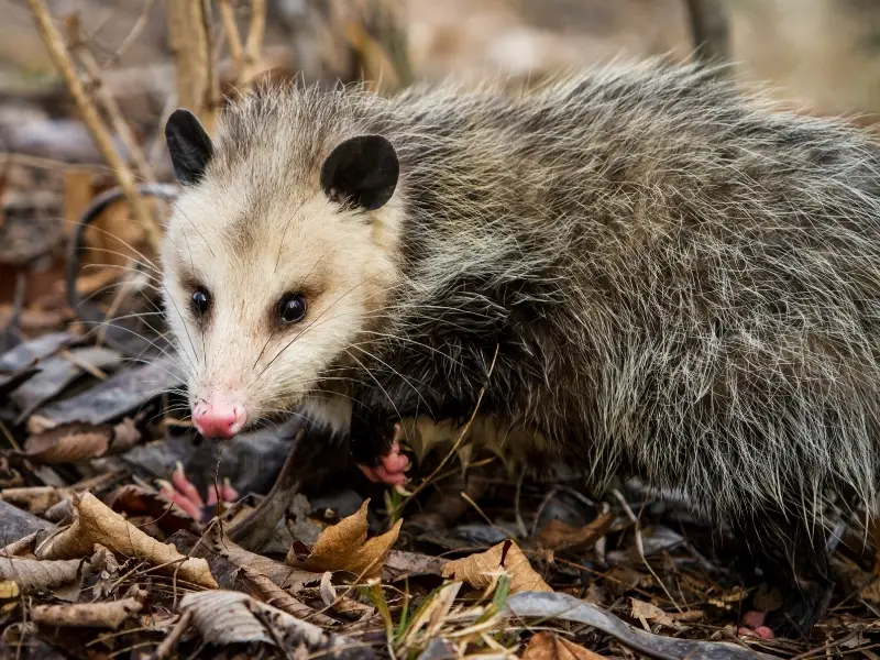 Ways to Protect Your Rabbits From Opossums