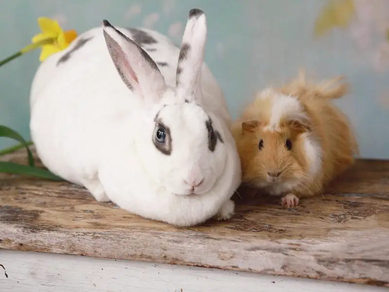 Can Rabbits and Guinea Pigs Live Together