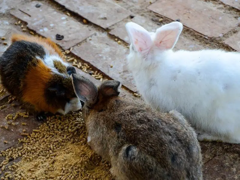 Can Rabbits and Guinea Pigs Live Together? Rabbit Insider