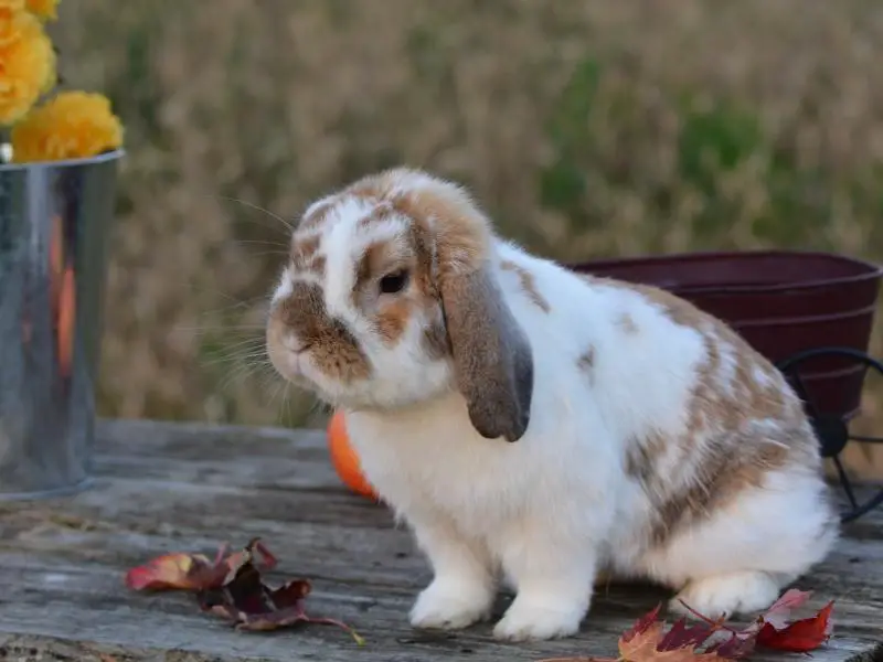 French Lop Rabbit Characteristics