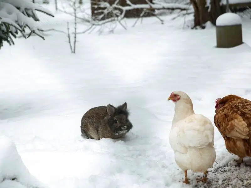 Can Rabbits and Chickens Live Together? Rabbit Insider