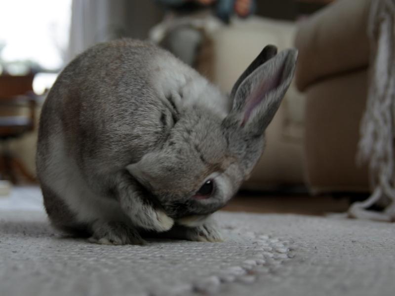 How to Prevent Stains on Your Rabbit’s Feet