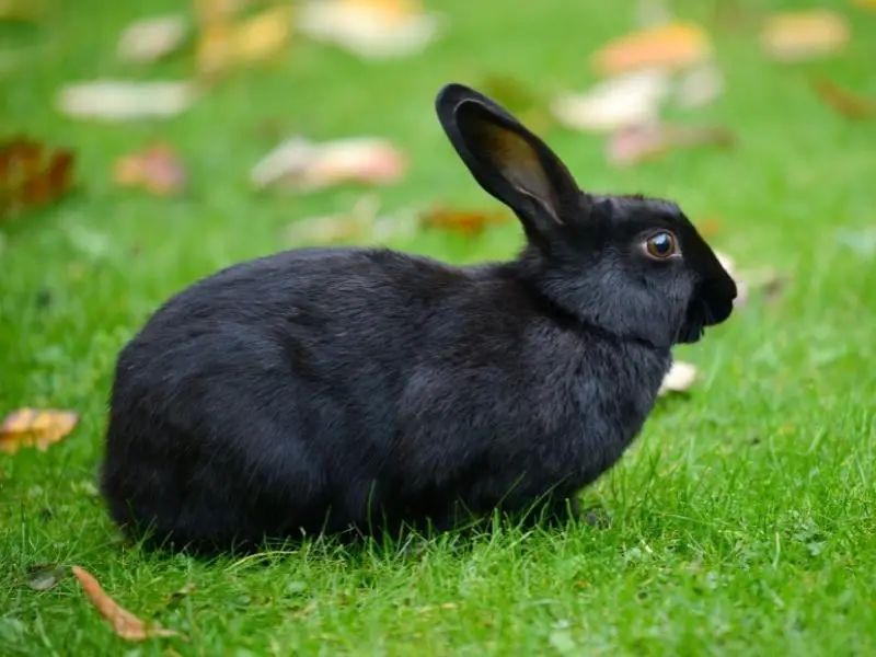 Satin Rabbit Characteristics