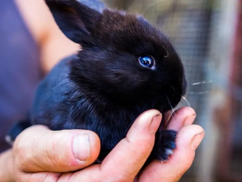 How To Wash A Rabbits Feet