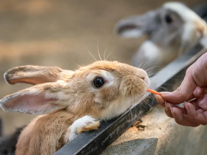 What to Do When Your Rabbit Is Not Eating