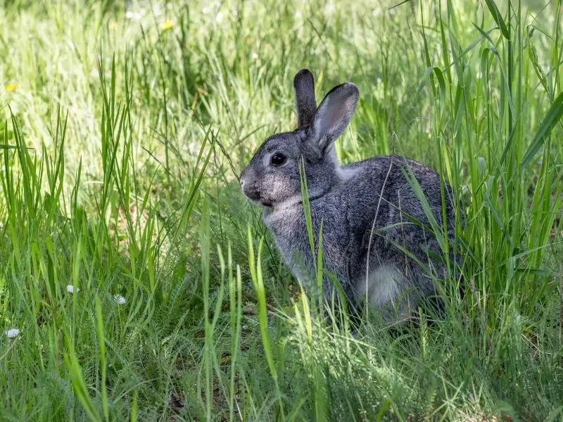 American Chinchilla Rabbit Care