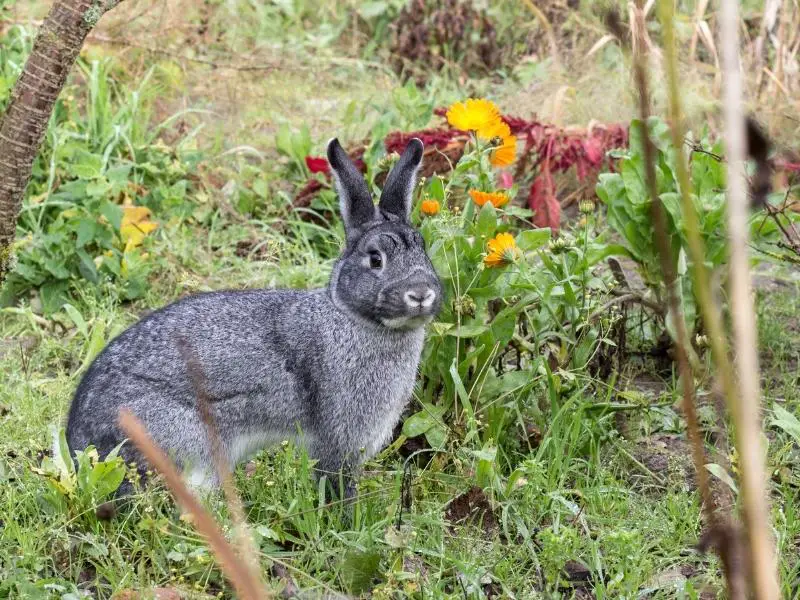 American Chinchilla Rabbit Characteristics