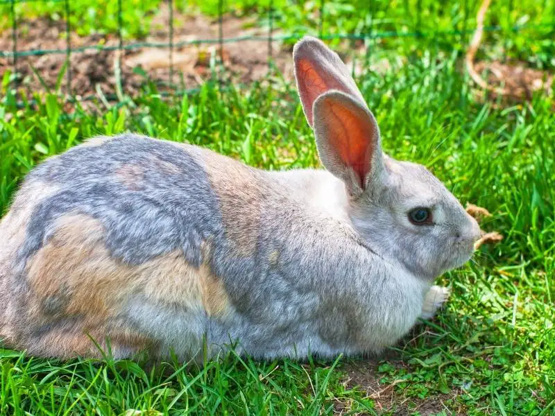 Beveren Rabbit Care