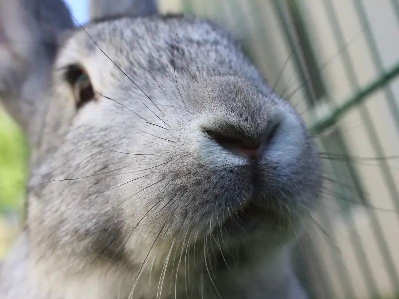 Beveren Rabbit Characteristics