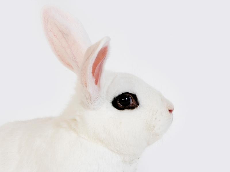 Dwarf Hotot Rabbit Care