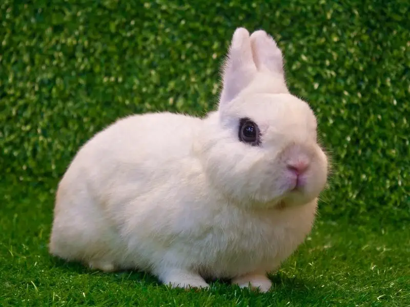 Dwarf Hotot Rabbit Characteristics