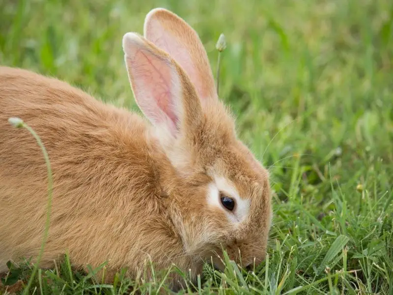 golden palomino rabbit