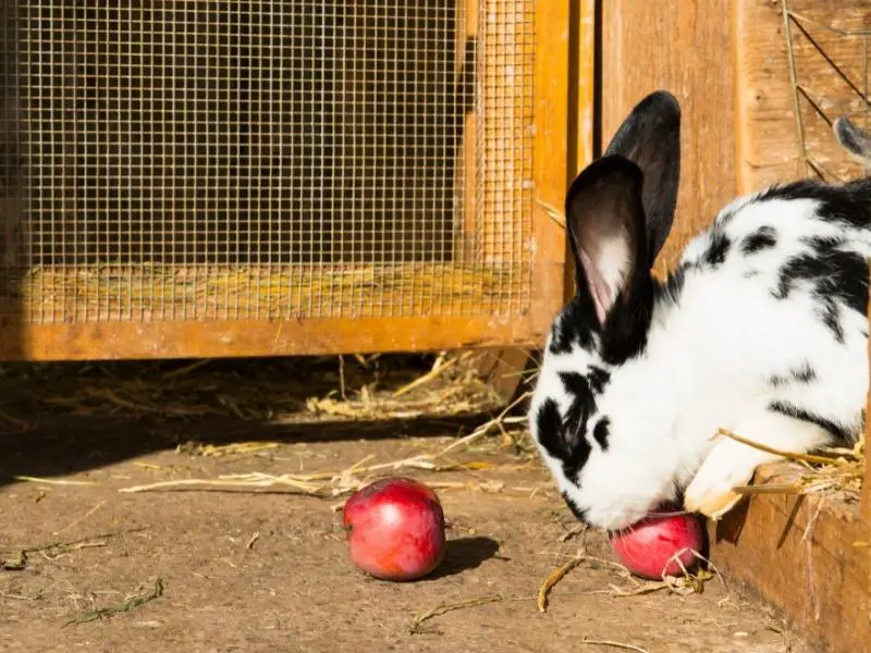 Rhinelander Rabbit Characteristics