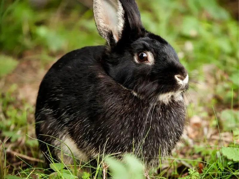 Silver Marten Rabbit Characteristics