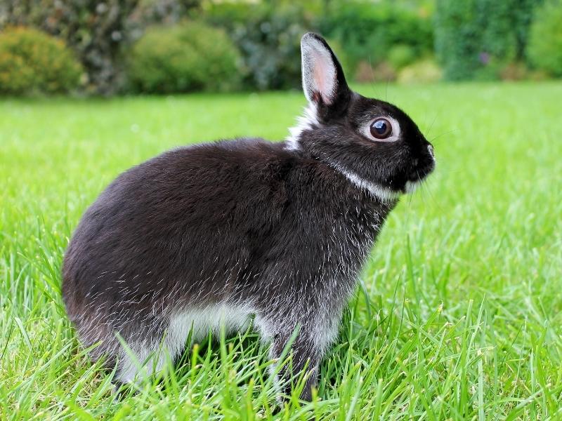 Silver Marten Rabbit