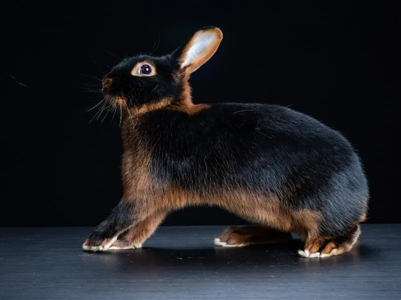 Tan rabbit Characteristics