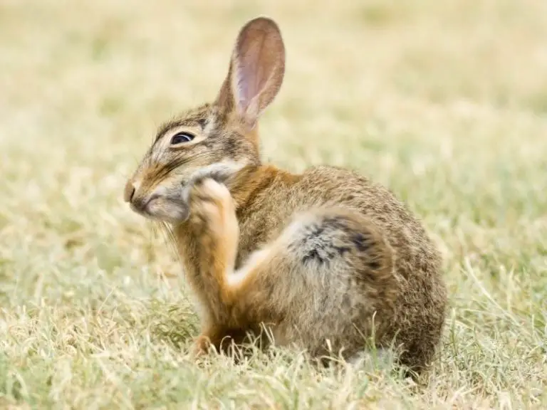 Can Rabbits Get Fleas? Rabbit Guide 2024 Rabbit Insider