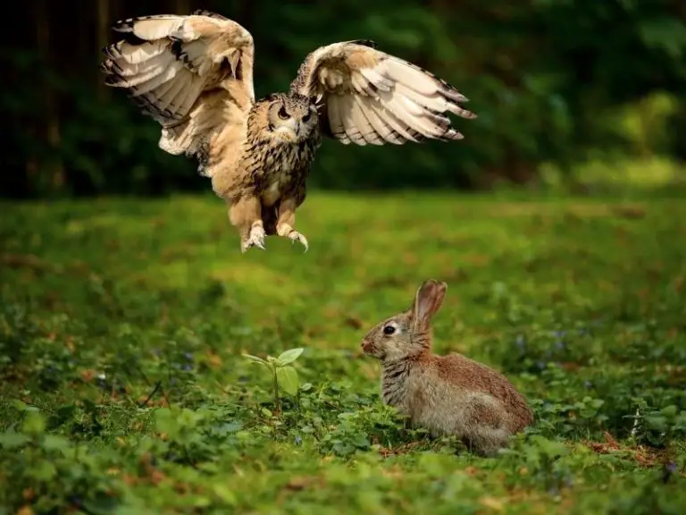 do-owls-eat-rabbits-rabbit-guide-2022-rabbit-insider