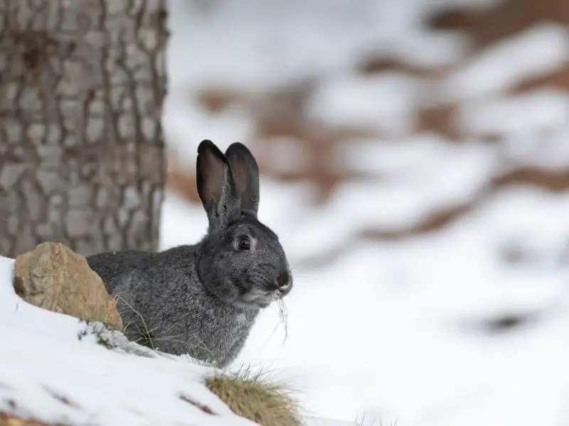 Do Rabbits Hibernate in the Winter