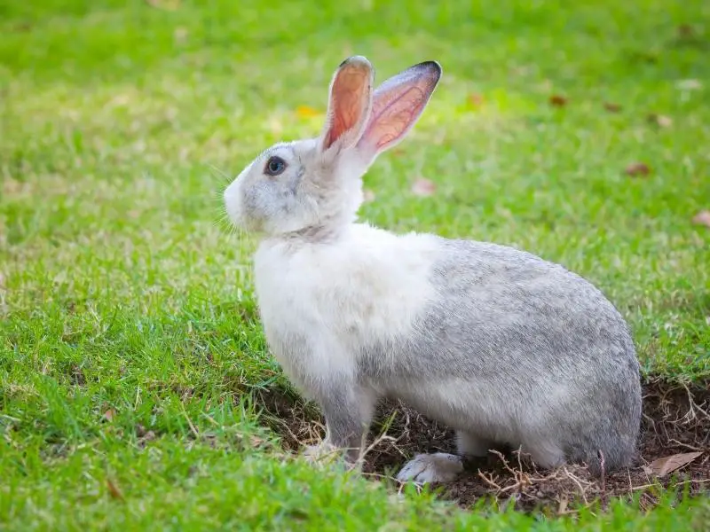 How Do I Stop My Rabbit From Digging