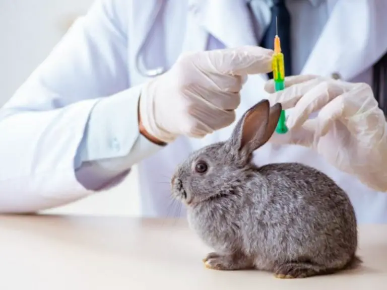 How Much Does It Cost to Spay a Rabbit? Rabbit Guide 2024 Rabbit Insider