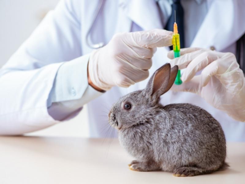 How Much Does It Cost to Spay a Rabbit
