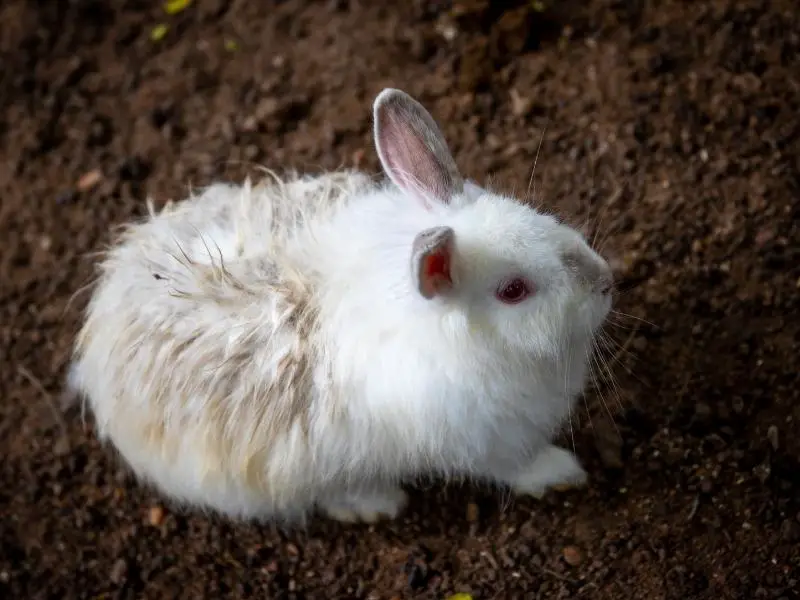 Is Rabbit Poop a Good Fertilizer