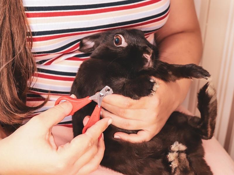 Quick Steps on How to Cut or Trim Rabbit Nails