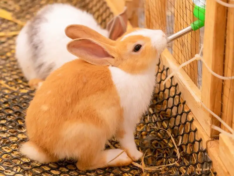 Signs That Your Rabbit Is Dehydrated