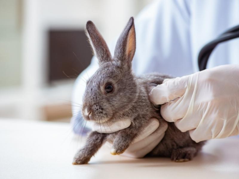 Things You Need to Prepare to Spay a Rabbit