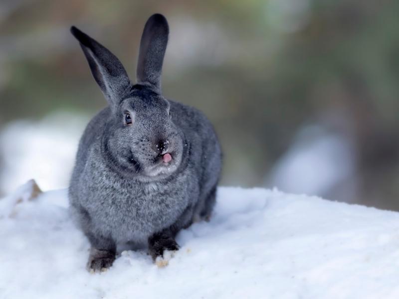 Things Your Rabbit Needs During Winter