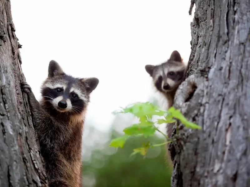 Ways to Protect Your Rabbits From Raccoons 