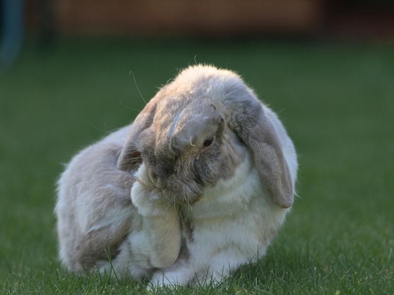 What Does It Mean When Rabbits Lick You