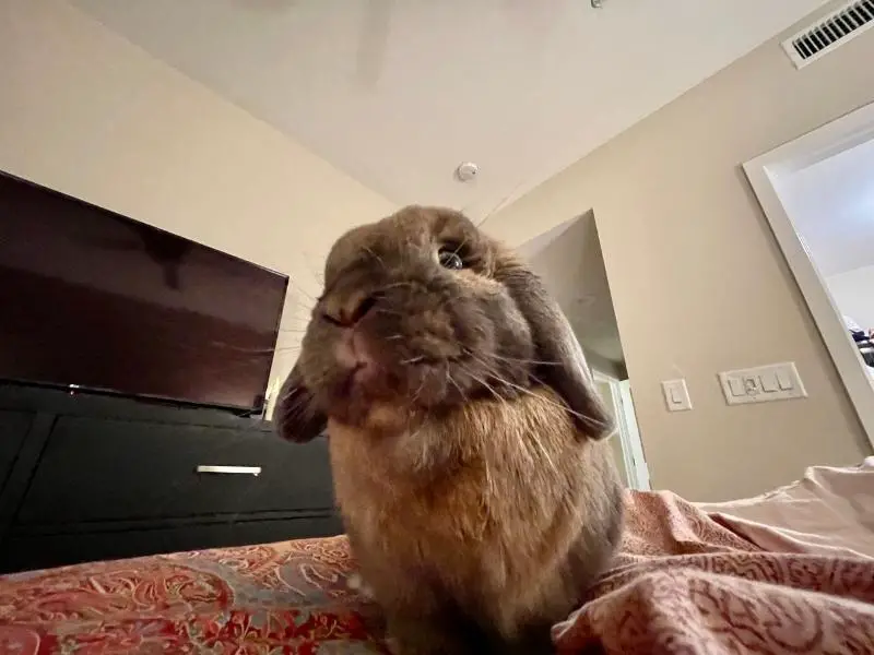 Why Does My Rabbit Stare at Me
