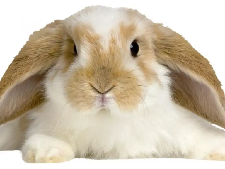 American Fuzzy Lop Rabbit - Complete Guide 2024 - Rabbit Insider