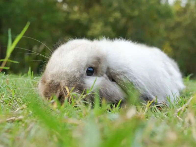 American Fuzzy Lop Rabbit Care