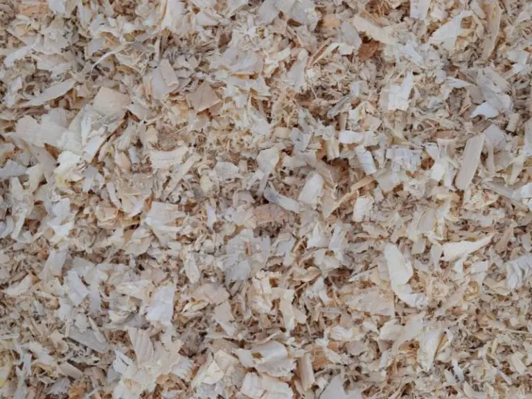 Can You Use Pine Shavings for Rabbits? Rabbit Guide 2024 Rabbit Insider