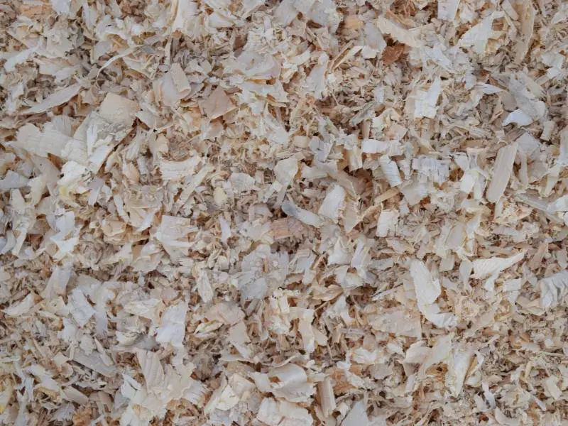 Can You Use Pine Shavings for Rabbits