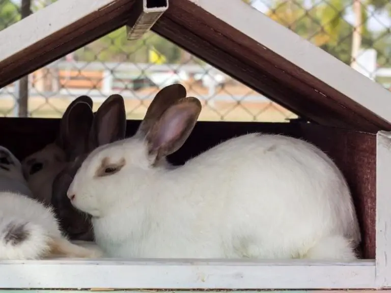 How Much Space Does a Rabbit Need? Rabbit Guide 2024 Rabbit Insider