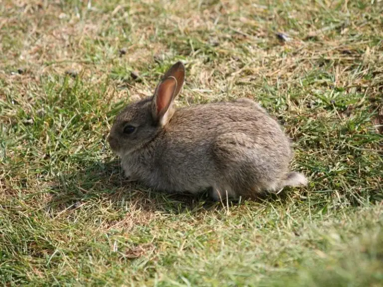 Can Rabbits Live Outside? Rabbit Guide 2024 - Rabbit Insider