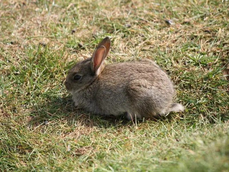 How to Keep Rabbits Safe Outdoors