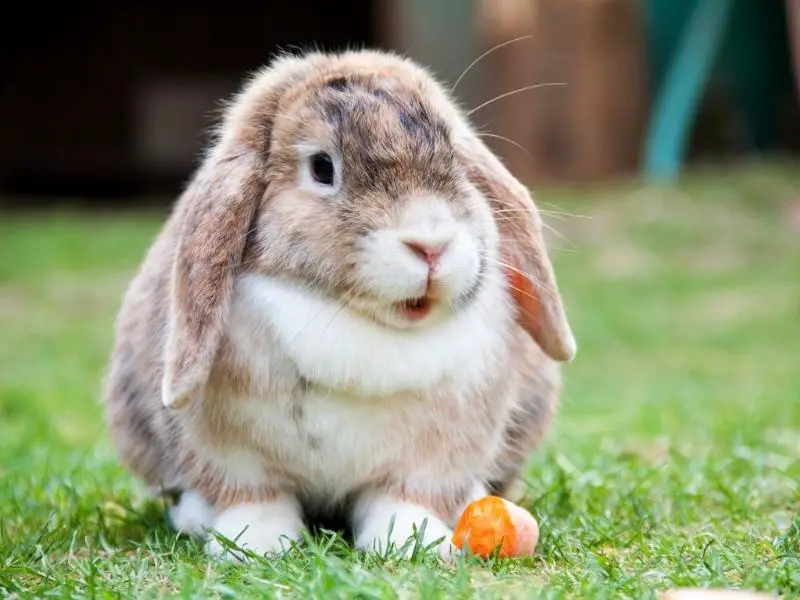 Most Expensive Rabbit Breed