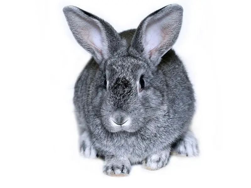 Silver Rabbit Characteristics