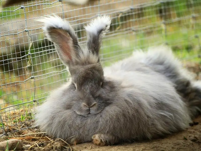 What to Consider When Keeping Your Rabbit Outside