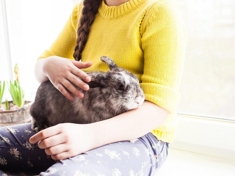 how to pet a rabbit in five steps