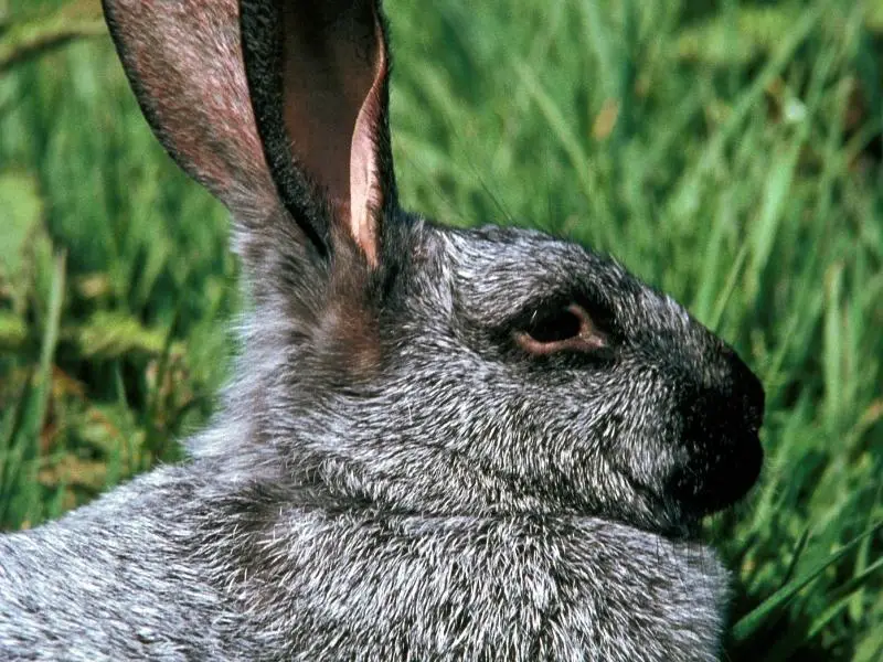 Argenté Rabbit History and Origin