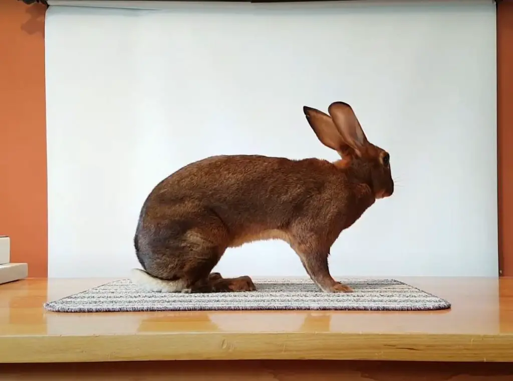 belgian hare rabbit