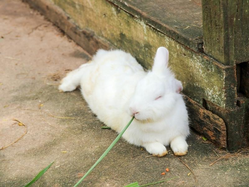 Blanc de Bouscat Rabbit Characteristics