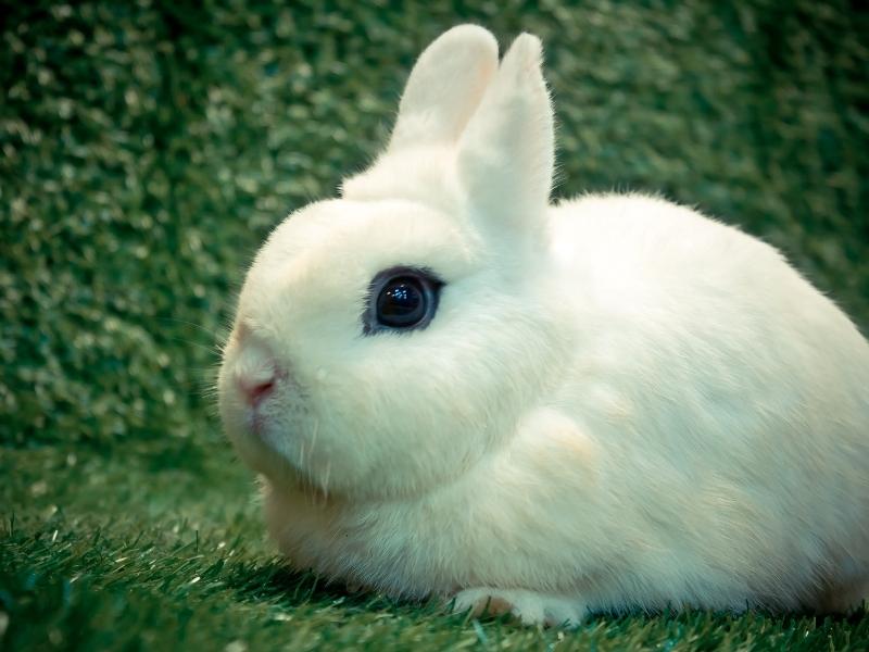 Blanc de Hotot Rabbit