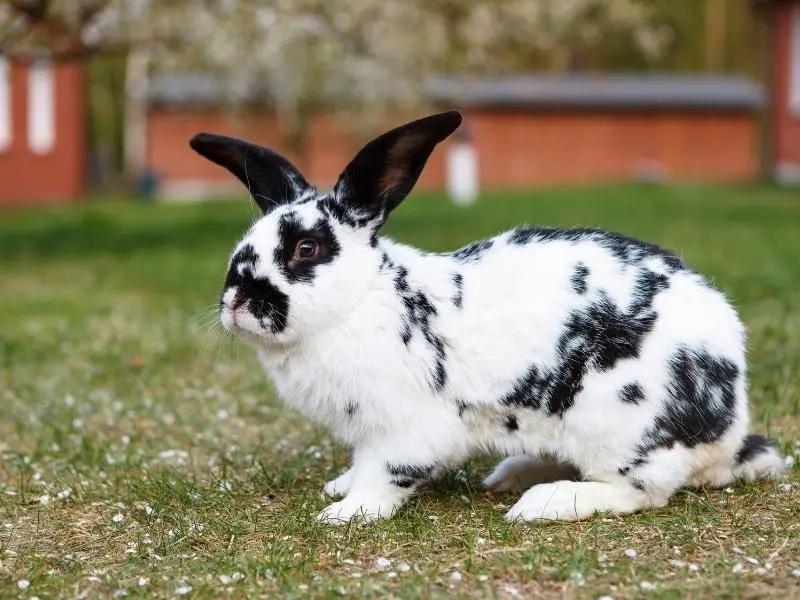 Giant Papillon Rabbit Characteristics